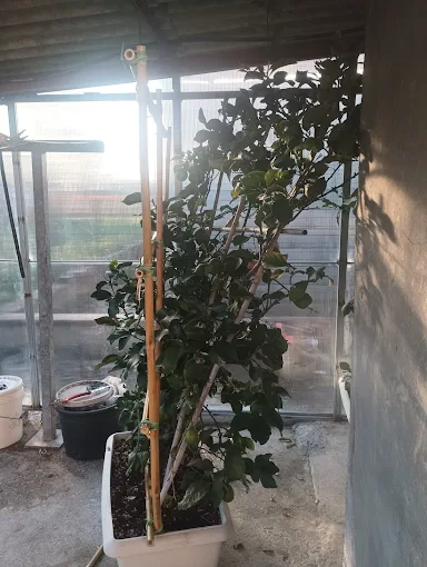 Potatura alberi a Pistoia