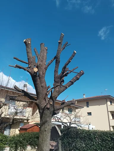 Potatura alberi a Pistoia